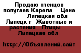 Продаю птенцов попугаев Карела. › Цена ­ 2 000 - Липецкая обл., Липецк г. Животные и растения » Птицы   . Липецкая обл.